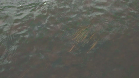 agua de superficie con plantas submarinas