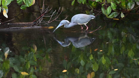 Dreifarbiger-Reiher,-Der-Fische-Fängt,-Während-Er-Auf-Einem-Umgestürzten-Baum-Im-Wasser-Steht,-Florida,-Usa