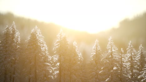 Herrliche-Weihnachtsszene-Im-Bergwald.-Bunter-Wintersonnenaufgang