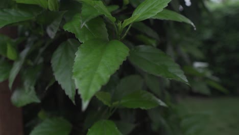 Lush-Leaves-Of-Hibiscus-Plant-Wet-With-Dew-In-The-Garden---close-up,-arc-shot