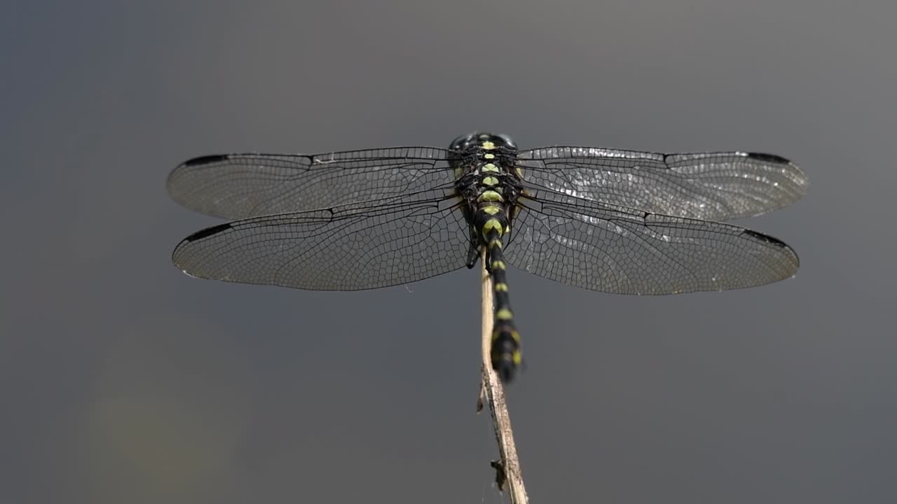 la libélula de cola de brida común se ve comúnmente en tailandia y asia