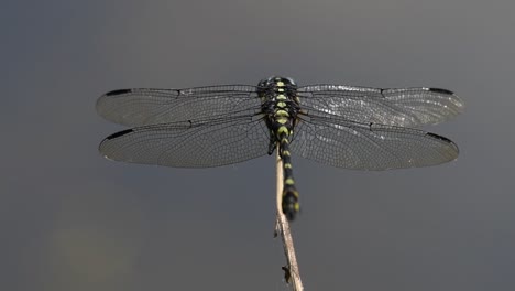 the common flangetail dragonfly is commonly seen in thailand and asia