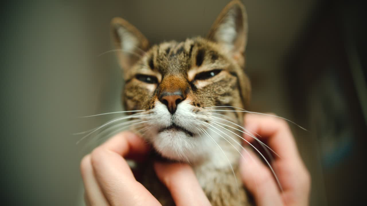 주인에게 양손으로 간질이는 줄무늬 집고양이