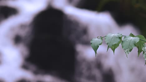 Hojas-En-Primer-Plano-Frente-A-La-Cascada