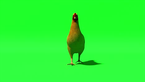 chicken goes on an isolated green background. chromakey. green screen. 3d animation of seamless loop