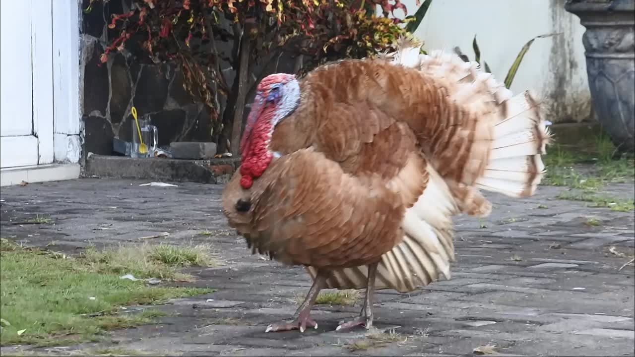 turkey in front of the house. footage of live beautiful turkey. red turkeys simultaneously give voice HD Video.