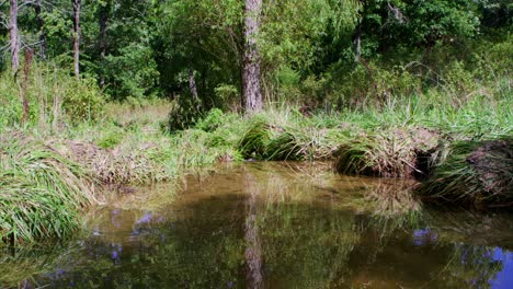 Teich,-Fluss,-Grüne-Grasbäume-Und-Eine-Fliegende-Libelle