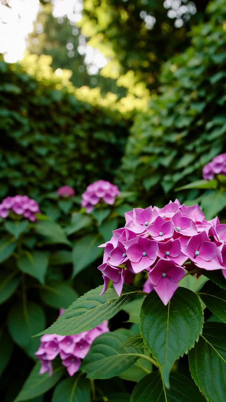 Beautiful Pink Hydrangeas in a Garden