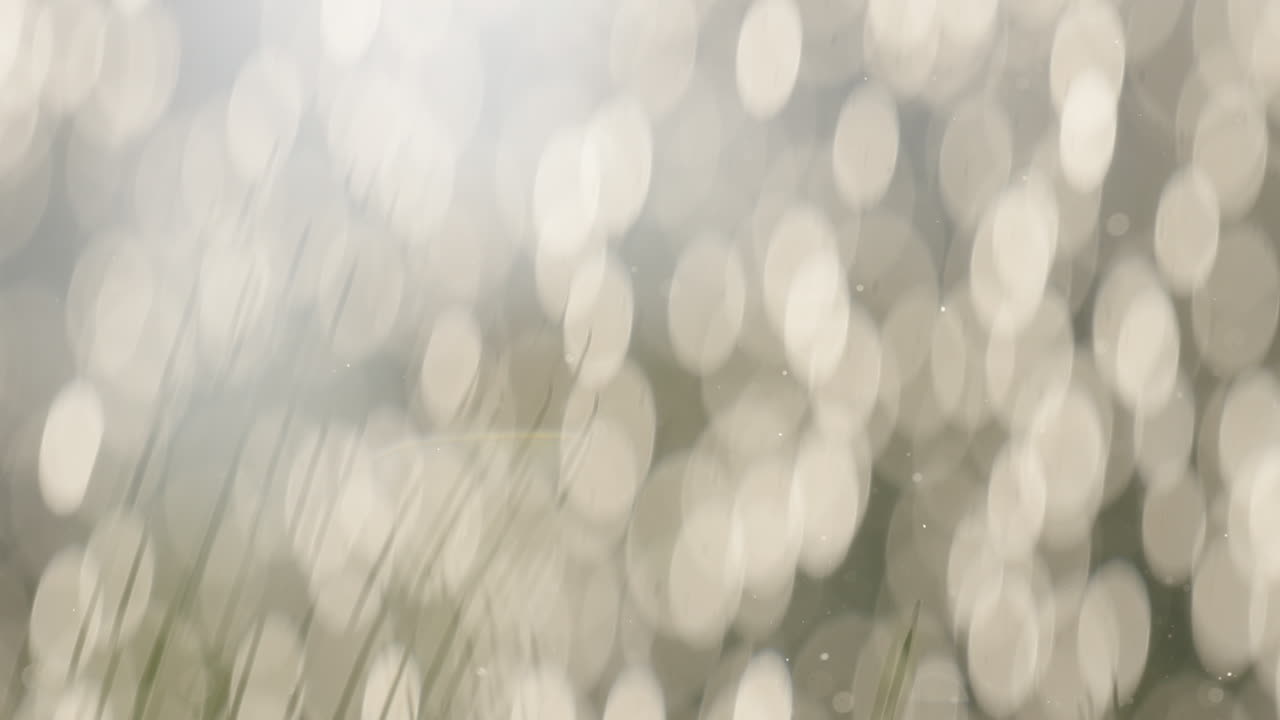 Close-up of Grass with Bokeh Background