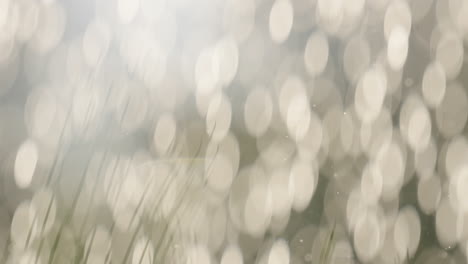 Close-up of Grass with Bokeh Background