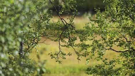 a lush green meadow is seen through the tangle of twisted branches of birch trees