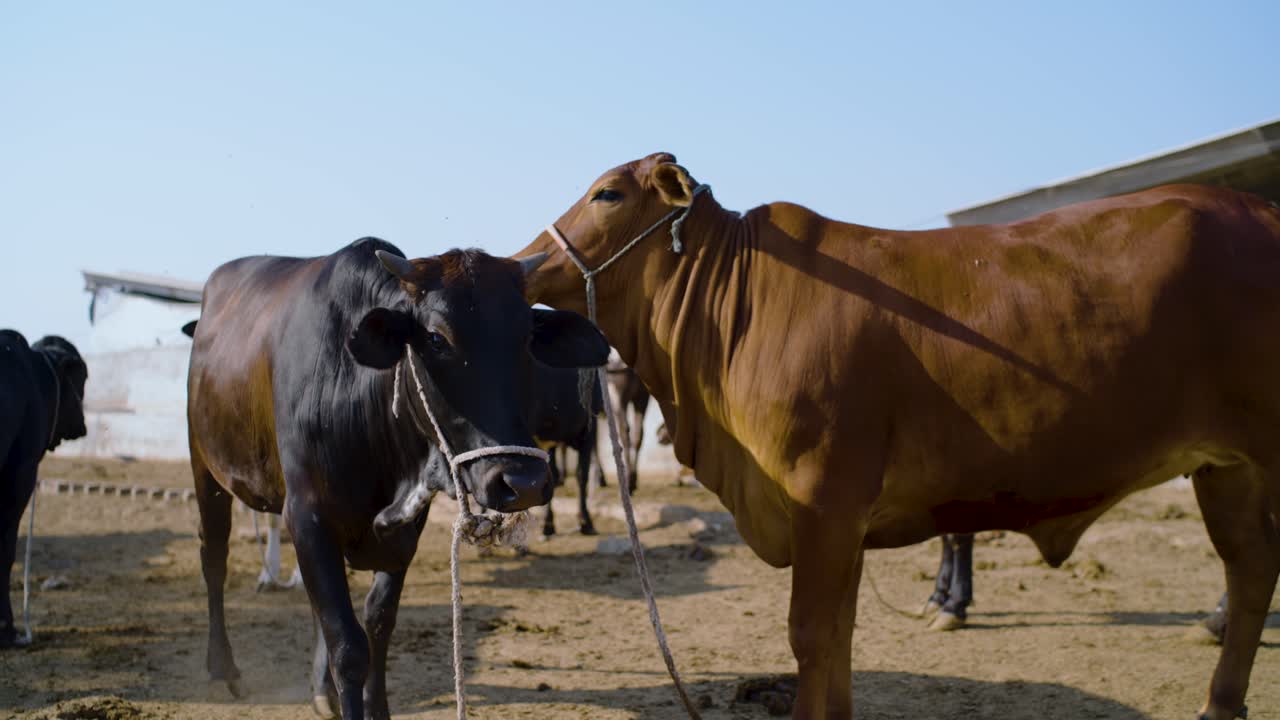 Two tethered cattle stand in a dusty ranch yard in Sindh, Pakistan, captured in bright sunlight—rural agriculture, animal care, and traditional livestock farming