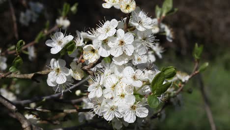 closeup of blackthorn,  blossom,  prunus spinosa. april. uk