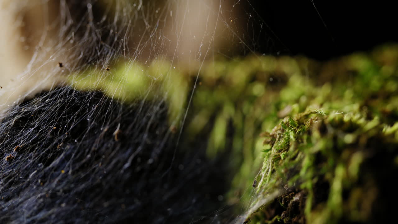 The green insect's presence is accentuated by the delicate web it weaves, creating a captivating scene as it navigates through its natural habitat
