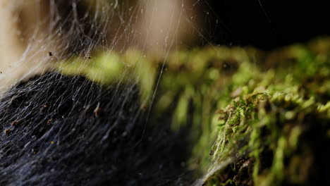 la presencia del insecto verde se acentúa por la delicada red que teje, creando una escena cautivadora a medida que navega a través de su hábitat natural