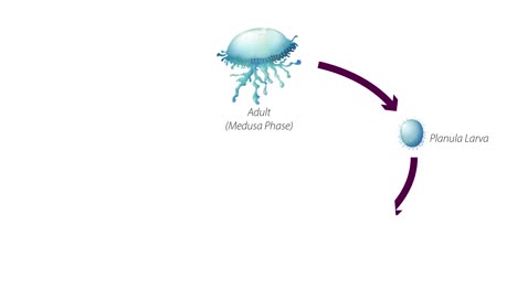 visual depiction of the jellyfish reproductive cycle