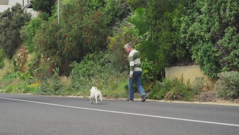 senior man walking with his dog on the street