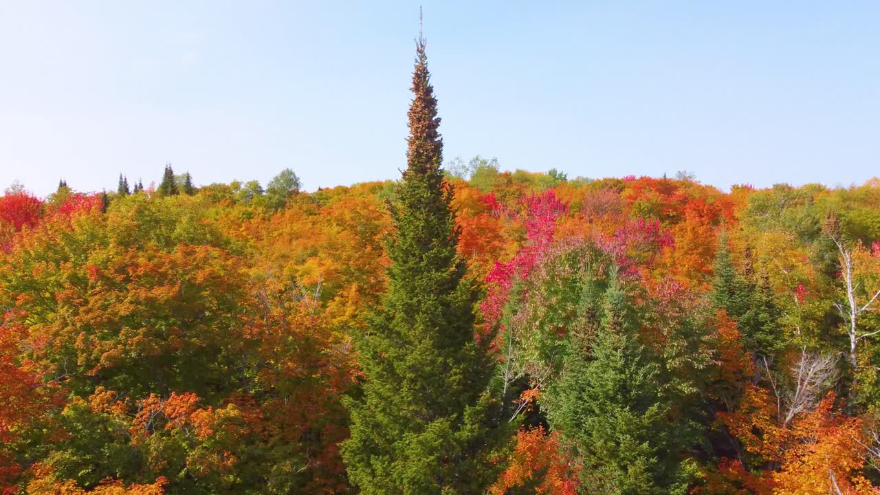 Aerial: forest during the day with trees and autumn colors in Northern Ontario, Canada, establishing drone shot