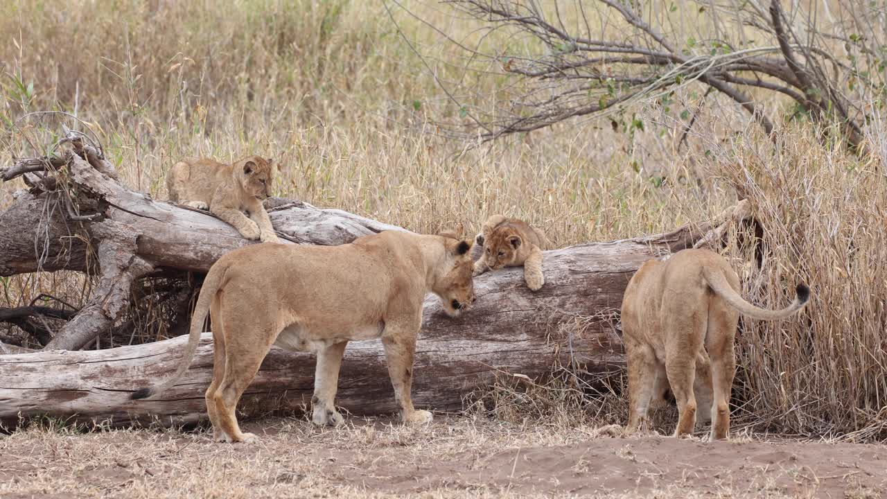 twee leeuwinnen en welpen zoeken in een omgevallen boom naar een monitorhagedis, mashatu botswana