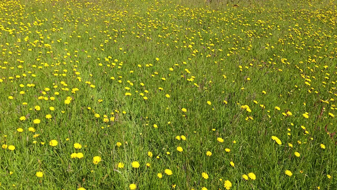 A wildflower meadow with yellow Hawkweed (Hieracium) and grasses, and unidentified insect. Wide pan.