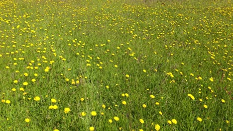 a wildflower meadow with yellow hawkweed (hieracium) and grasses, and unidentified insect. wide pan.
