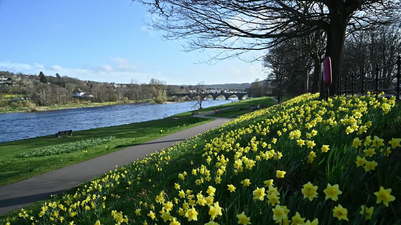 Path along River Dee with yellow daffodils swaying in the spring wind