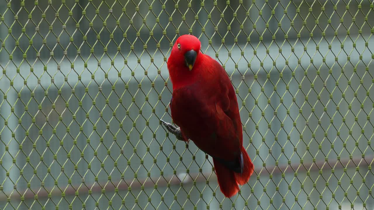 이국적인 암 몰루카 에클렉투스 (eclectus roratus) 는 활기찬 은 털로 울타리 에 앉아 주변을 둘러보며, 무새 종의 근접 촬영을합니다.