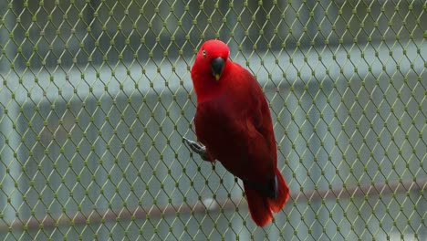 Exotischer-Weiblicher-Molukken-Eclectus,-Eclectus-Roratus-Mit-Leuchtend-Rotem-Gefieder,-Der-Auf-Der-Seite-Des-Zauns-Sitzt-Und-Sich-In-Der-Umgebung-Umsieht,-Nahaufnahme-Einer-Papageienvogelart