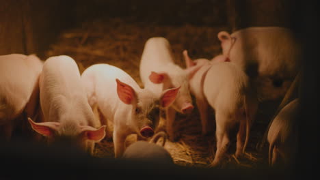 piglets in a pen