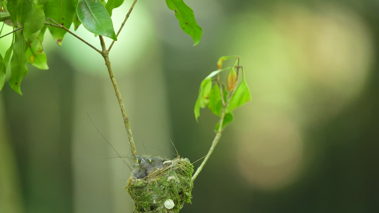 巣のひな鳥に餌を与えに来て、その後糞を捨てに飛び去るサンコウチョウの母親