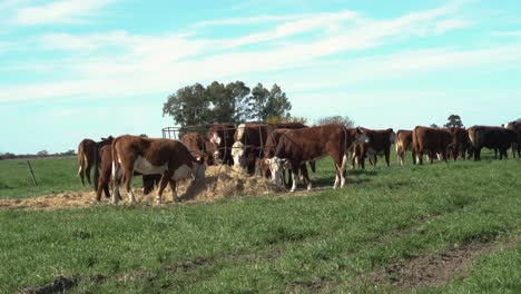 cattle feeding on hay in a farm field