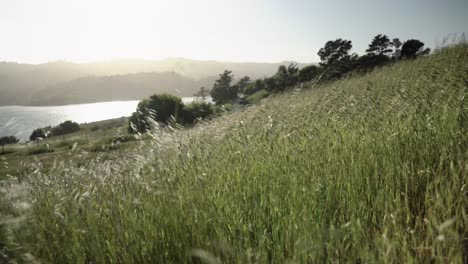 Día-Ventoso-Del-Paisaje-Junto-Al-Lago-Y-El-Bosque