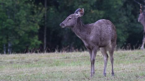 El-Ciervo-Sambar-Es-Una-Especie-Vulnerable-Debido-A-La-Pérdida-De-Hábitat-Y-La-Caza