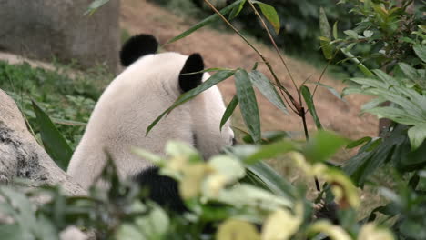 a cute panda eating bamboo in forest