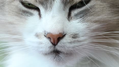 close-up portrait of beautiful white cat