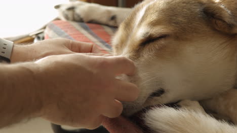 slow motion of caucasian man that gently caresses his brown and white dog indoor