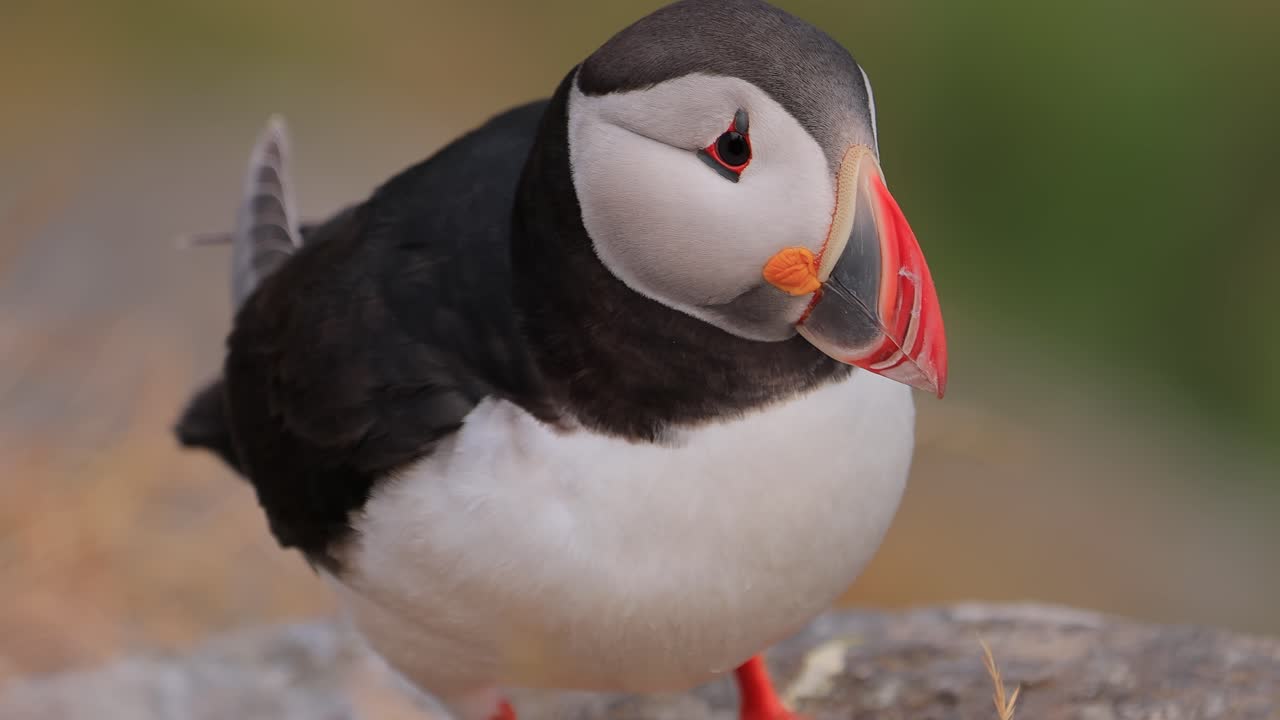 Lunni (Fratercula arctica) kalliolla Rundessa (Norja).