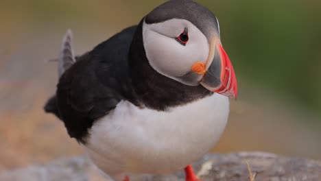 atlantic puffin (fratercula arctica), on the rock on the island of runde (norway)