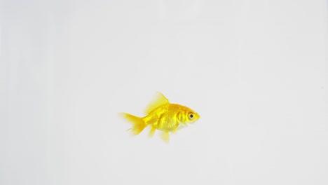 goldfish swimming