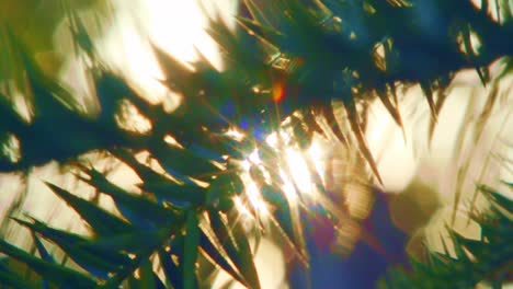 hermosos destellos de sol brillando a través de la vegetación en la selva tropical amazónica