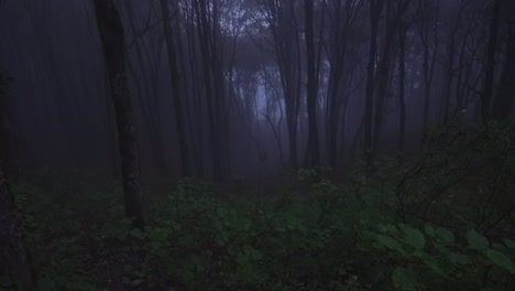 Creepy-dense-forest,-twilight-spooky-tall-trees,-grey-rainforest,-nature