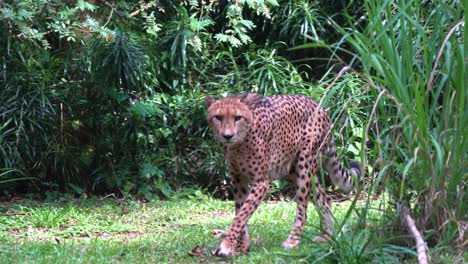 gato montés guepardo asiático acinonyx jubatus venaticus caminar