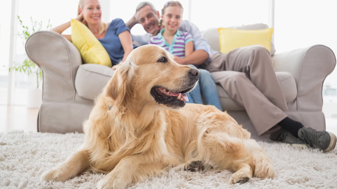 행복 한 백인 가족 과 함께 귀여운 라브라도르 애완 동물 개 의 애니메이션