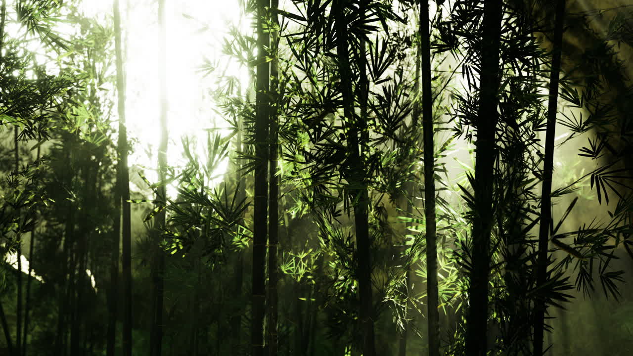 Light filtering through dense bamboo forest creating a serene atmosphere