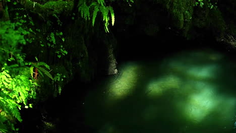 sunlight filters through the forest into a tranquil stream