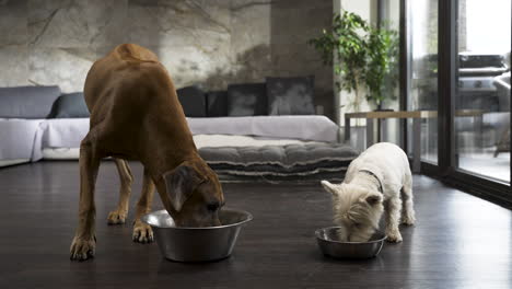 Two-dogs-eating-from-bowls-in-modern-apartment,-big-one-walks-away