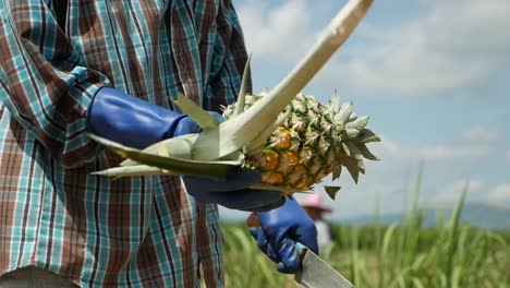 pineapple cutting or pineapple harvesting shot on panasonic gh5 12-35 f2