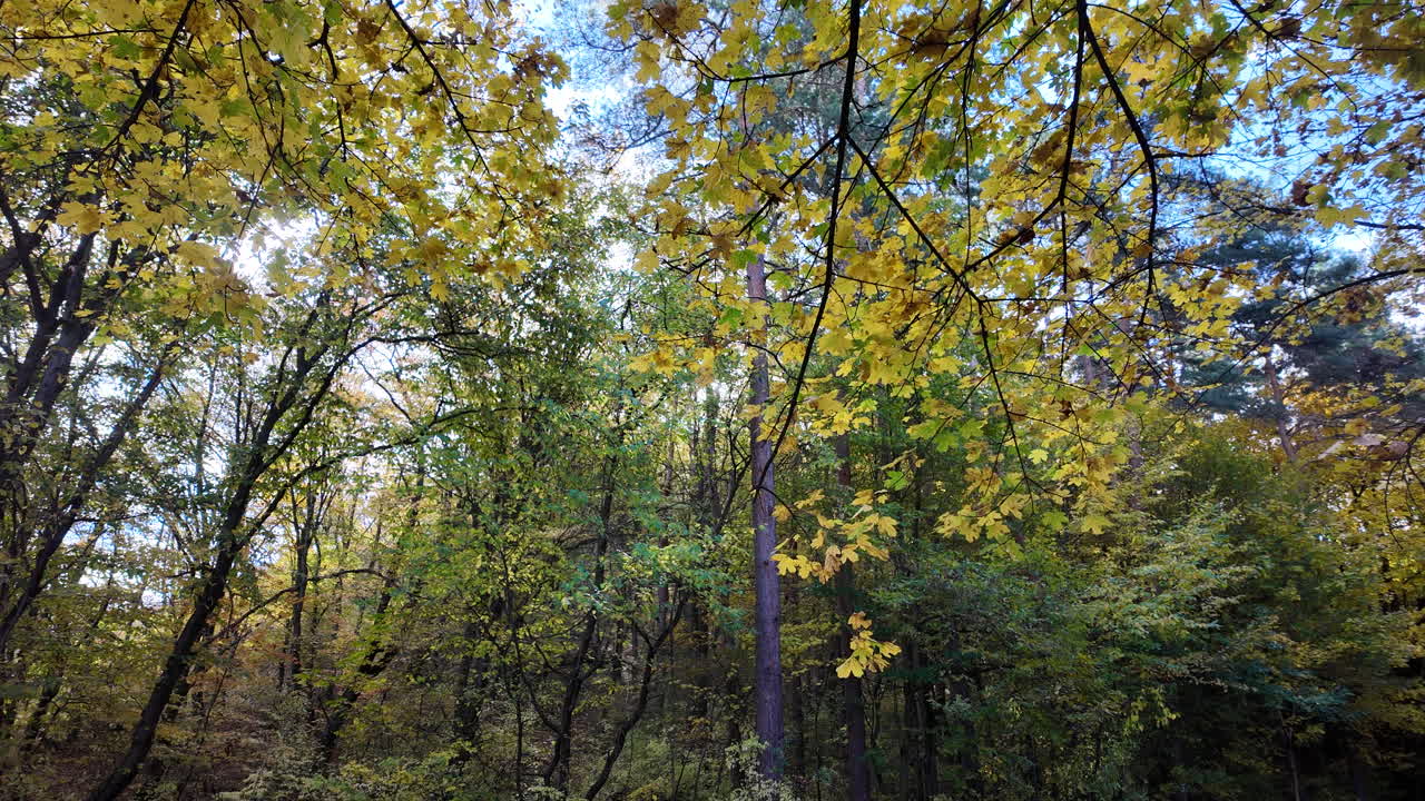 Autumn Canopy in a Sunlit Forest