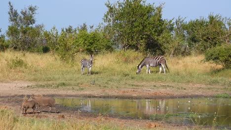 Paisaje-Africano-De-Vida-Silvestre-De-Dos-Cebras-Comiendo-Hierba-Mientras-Algunos-Cerdos-Salvajes-Están-En-Primer-Plano-Buscando-Comida