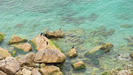 Aerial-view-of-a-group-of-cormorants-resting-while-the-calm,-crystalline-waters-of-the-sea-crash-between-the-rocks